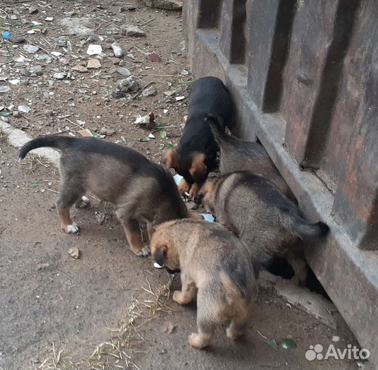 Щенки от умной собаки дворянских кровей