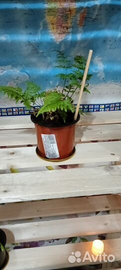 Комнатные растения