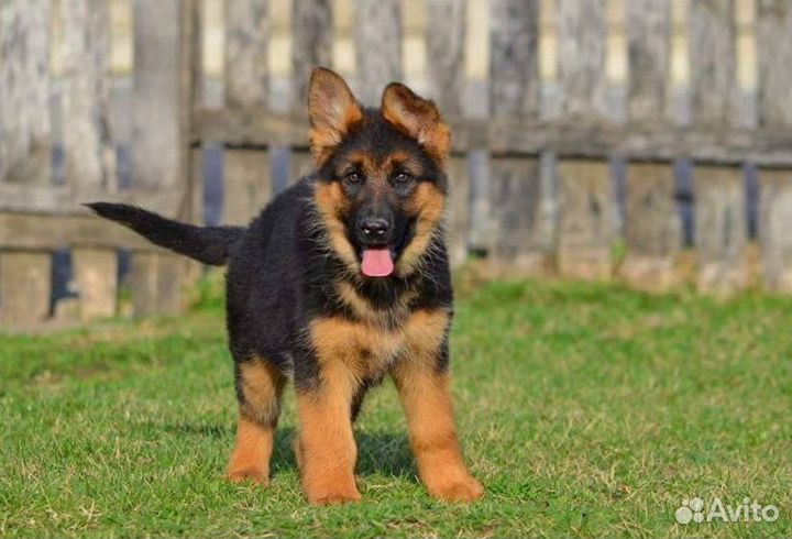 Щенки немецкой овчарки с доставкой
