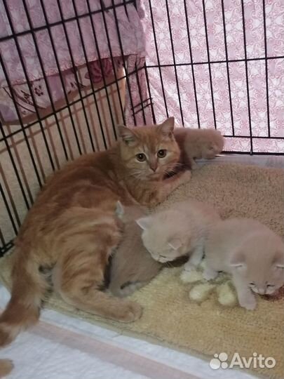 Рыжики /персики