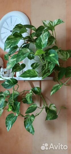 Сциндапсус