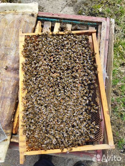 Пчело-пакеты