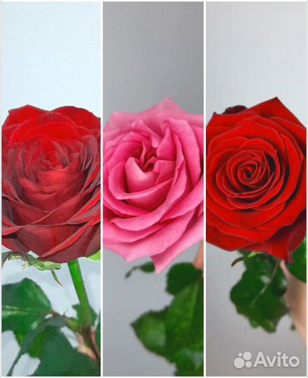 Розы розница опт букеты доставка