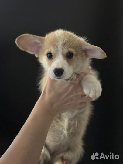 Вельш корги пемброк