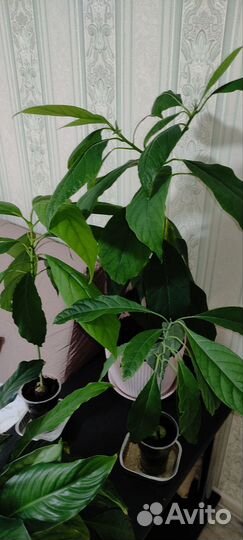 Дерево авокадо