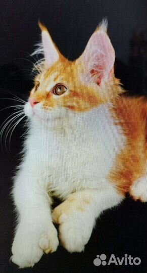 Мейн-кун полидакт