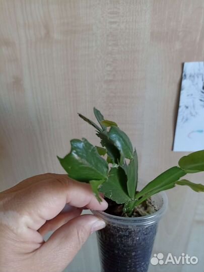 Декабрист, алоэ, хлорофитум, аглаонема