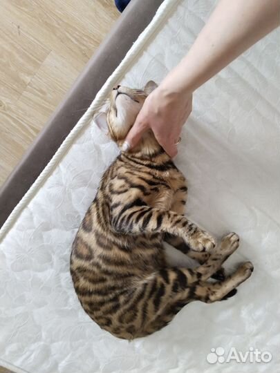 Кошка бенгал
