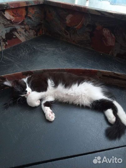 Котята мейн-кун