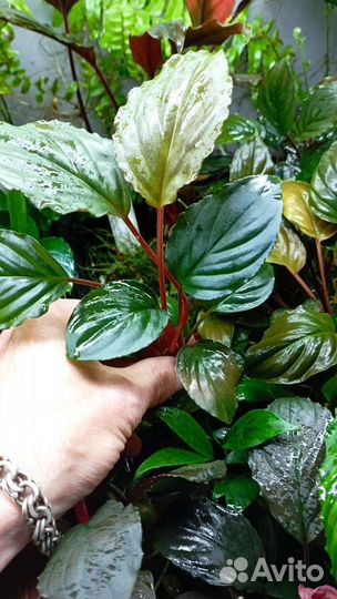 Экзотические растения