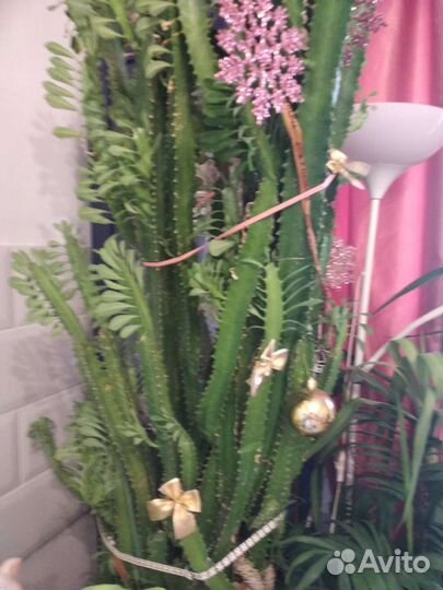 Молочай трехгранный 200 см