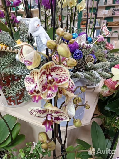 Орхидеи с доставкой