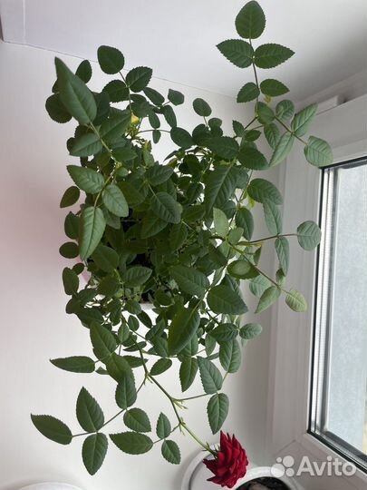 Роза комнатная