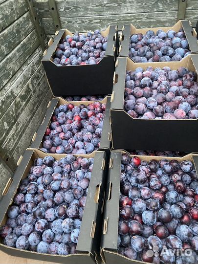 Слива Анжелина