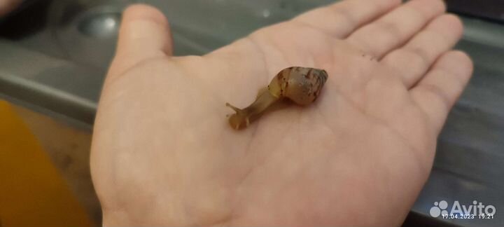 Улитки ахатины