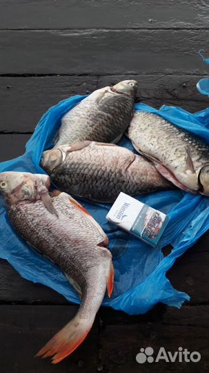 Платная рыбалка