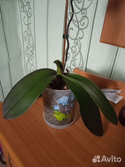 Орхидея фаленопсис