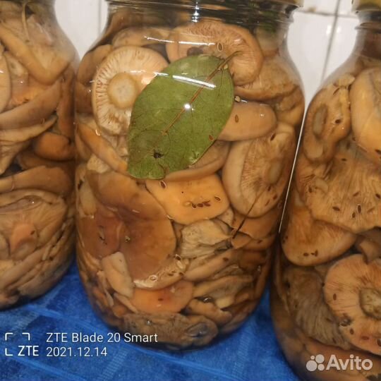 Грузди соленые урожай 2022 года