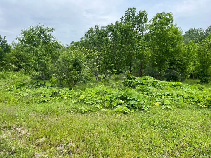 Участок 6 сот. (ИЖС)