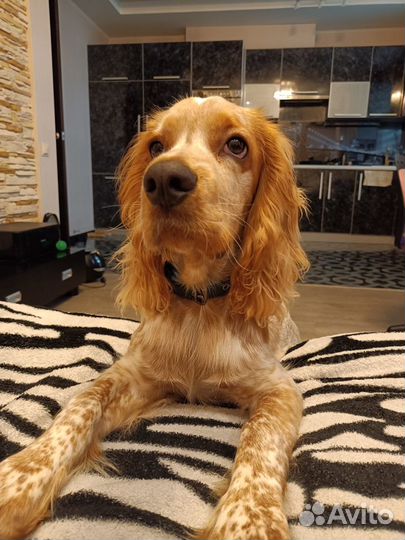 Домашняя передержка собак