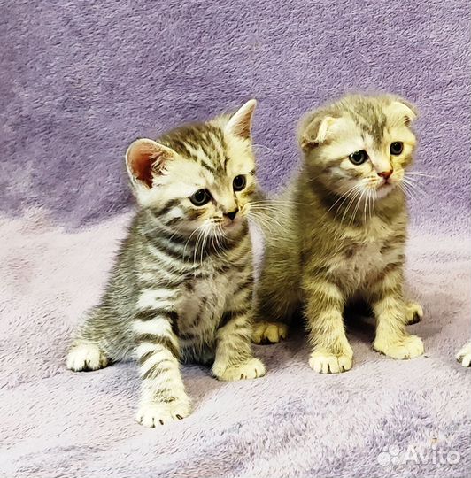 Чистокровные шотландские котята