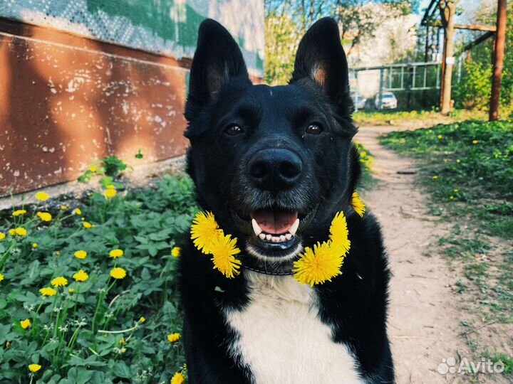 Собака в добрые руки