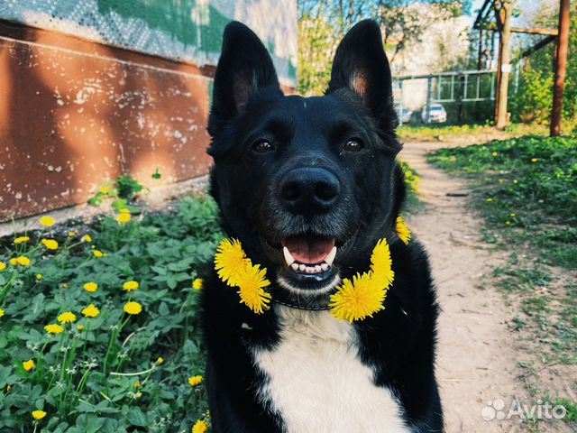 Собака в добрые руки