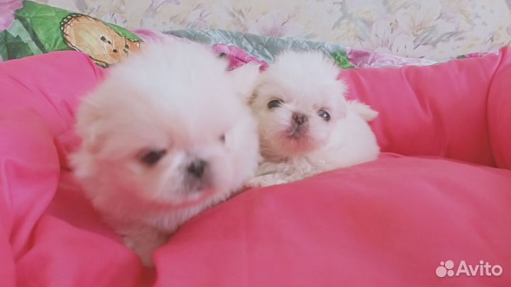 Милые щенки