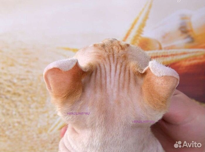 Эльф племенной кот красный