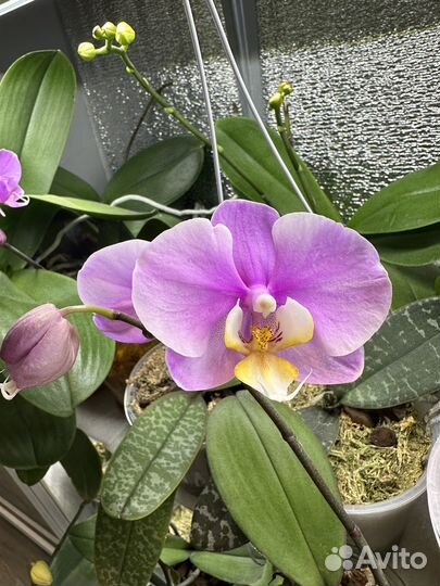 Орхидеи много