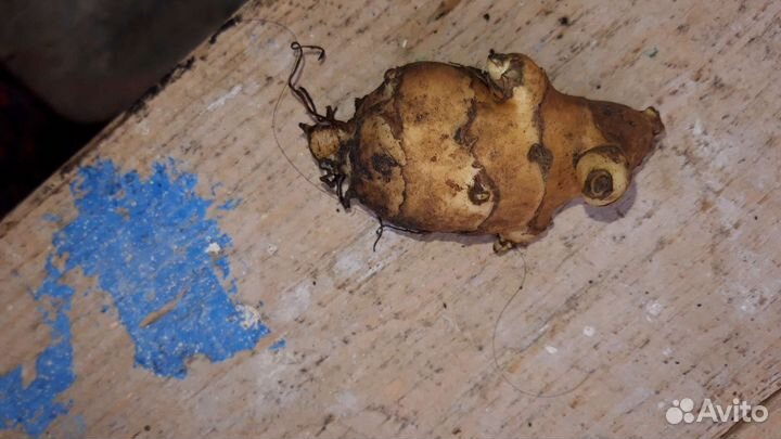 Рудбекия многолетние