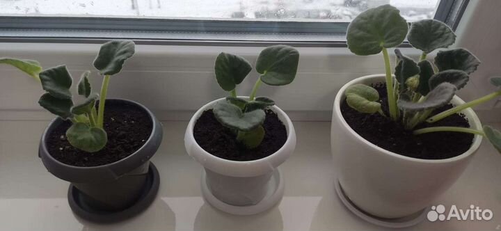 Фиалка в горшках