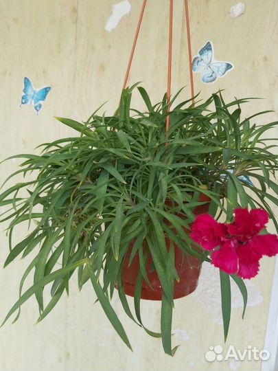 Гвоздика многолетняя ампельная