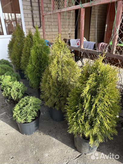 Туя смарагд, даника