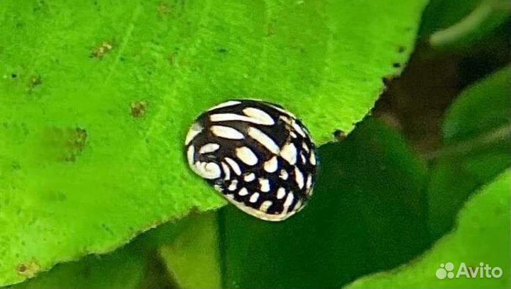 Улитки теодоксус