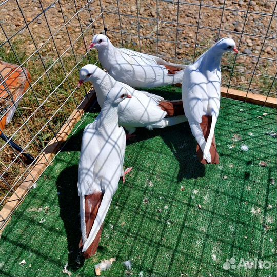 Продам голубей