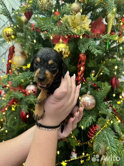Отдам в хорошие руки, девочку Такса Один месяц