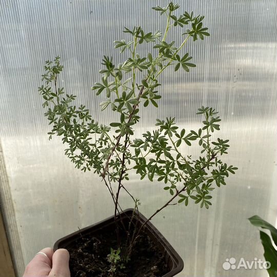 Лапчатка желтая