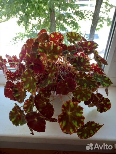 Ктенанта. Бегония тигровая