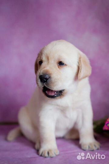 Щенки лабрадора