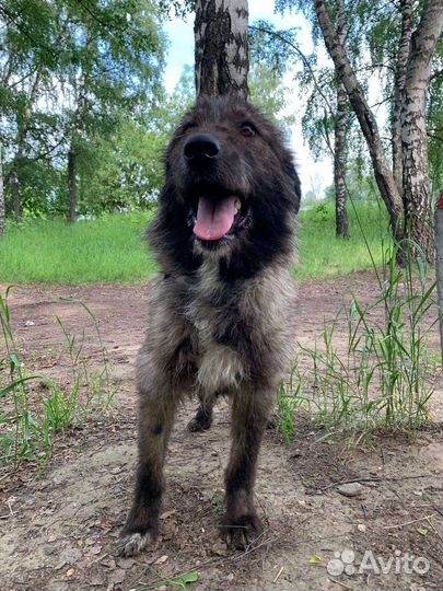 Собака позитив из приюта мечтает о доме