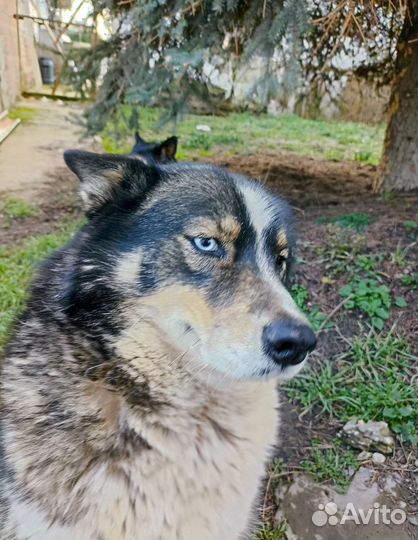 Собака в добрые руки отдам бесплатно