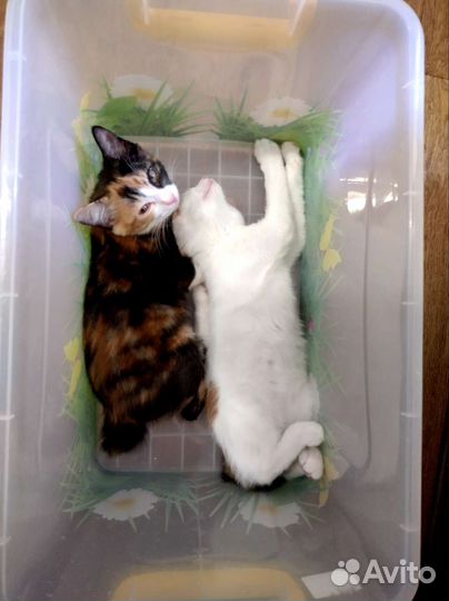 Курильский бобтейл