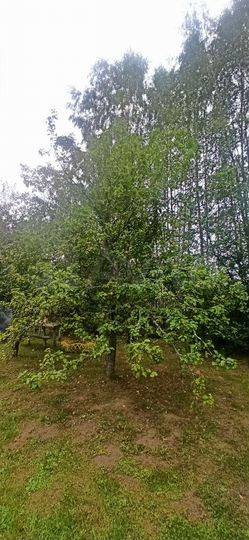 Дача 50 м² на участке 10,4 сот.