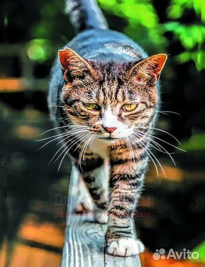 Алмазная мозаика 40x50 Полосатый котик