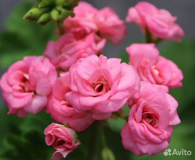 Пеларгония герань сортовая