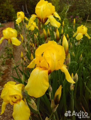 Жёлтый ирис