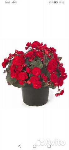 Бегония элатиор Кармен ред купить в Челябинске | Товары для дома и дачи ...