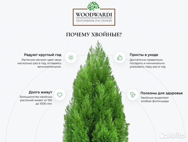 Туя Смарагд 1,5 м