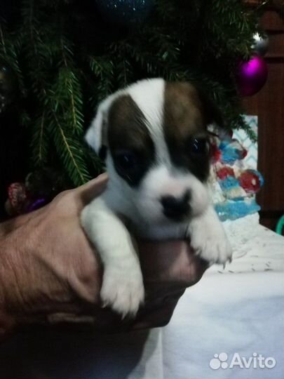 Джек Рассел терьер